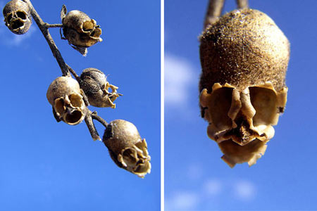 گل غلاف دانه گل میمونی
