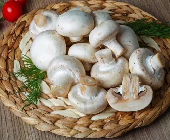 قارچ های خوراکی در طبیعت ایران و جهان کدامند + عکس 4 قارچ دکمه ای