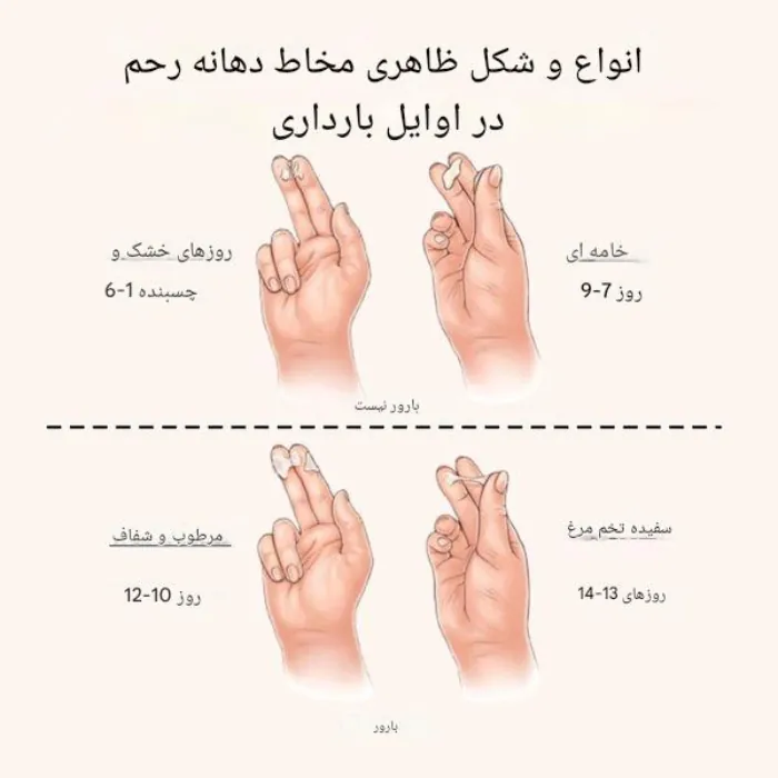 ترشحات واژن در روزهای اول بارداری 1