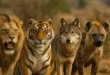 عکس حیوانات وحشی با اسم