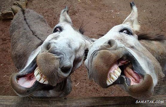 عکس خر و الاغ + عکس خرهای خنده دار عکس خر و الاغ + عکس خرهای خنده دار