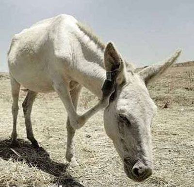 عکس خر و الاغ + عکس خرهای خنده دار عکس خر و الاغ + عکس خرهای خنده دار