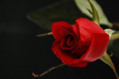 عکس گل رز طبیعی با رنگ های متنوع مختلف