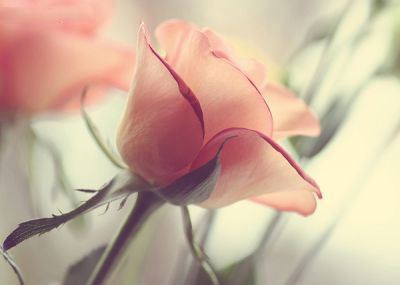 عکس گل رز طبیعی با رنگ های متنوع مختلف