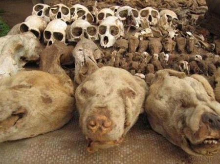 فروش اسکلت جمجمه حیوانات برای افراد خرافاتی + تصاویر فروش اسکلت جمجمه حیوانات برای افراد خرافاتی + تصاویر