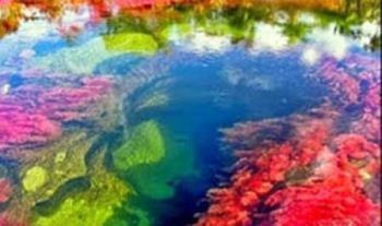 رودخانه ای با آب هفت رنگ به نام "رنگین کمان مایع" + تصاویر 1 1292638224 samatak com