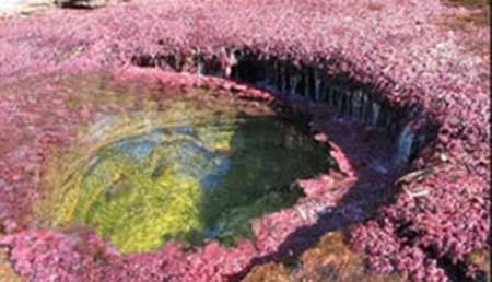 رودخانه ای با آب هفت رنگ به نام "رنگین کمان مایع" + تصاویر رودخانه ای با آب هفت رنگ به نام "رنگین کمان مایع" + تصاویر