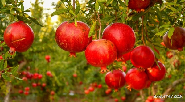 دعا برای سبز شدن درخت خشک شده + پربار شدن درختان میوه دعا برای سبز شدن درخت خشک شده + پربار شدن درختان میوه