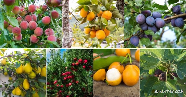 دعا برای سبز شدن درخت خشک شده + پربار شدن درختان میوه دعا برای سبز شدن درخت خشک شده + پربار شدن درختان میوه