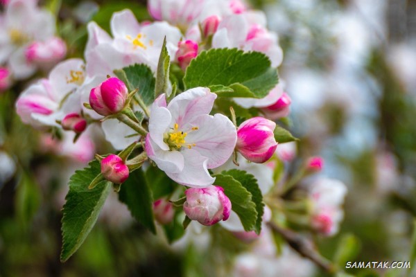 دعا برای سبز شدن درخت خشک شده + پربار شدن درختان میوه دعا برای سبز شدن درخت خشک شده + پربار شدن درختان میوه