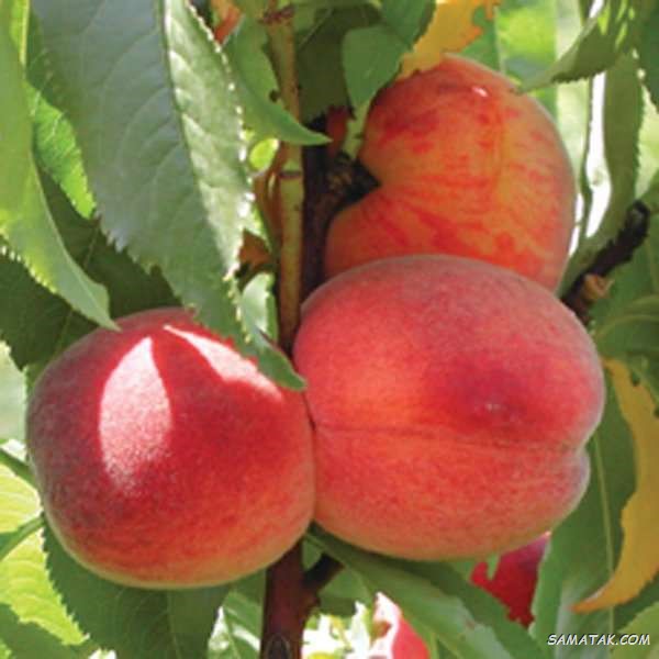 دعا برای سبز شدن درخت خشک شده + پربار شدن درختان میوه دعا برای سبز شدن درخت خشک شده + پربار شدن درختان میوه