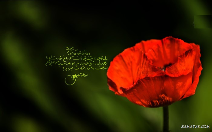 عکس نوشته هفته دفاع مقدس | عکس پروفایل هفته دفاع مقدس مبارک عکس نوشته هفته دفاع مقدس | عکس پروفایل هفته دفاع مقدس مبارک