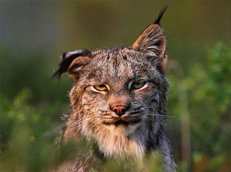 عکس های جالب حیوانات خسته و خواب آلو