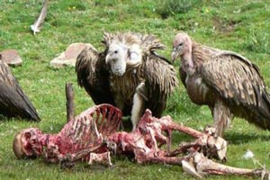 قبیله ای که جسد مردگان را به لاشخورها می دهند (عکس 18+) 6 1709187811 samatak com
