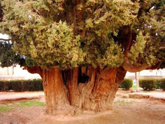 قدیمی ترین درخت ایران 1