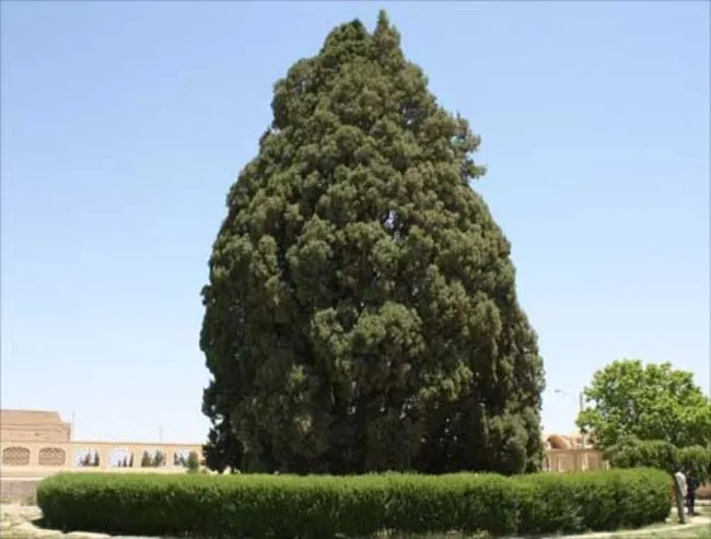 قدیمی ترین درخت ایران 2