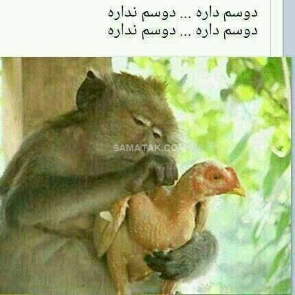 عکس نوشته خنده دار | عکس جدید طنز توپ عکس نوشته خنده دار | عکس جدید طنز توپ