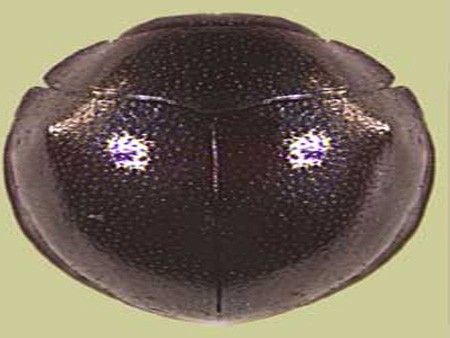 کفشدوزک ها را بهتر بشناسید + تصاویر