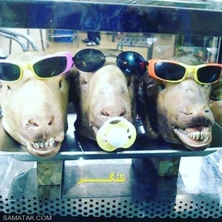 عکسهای خنده دار و تصاویر طنز جدید عکسهای خنده دار و تصاویر طنز جدید