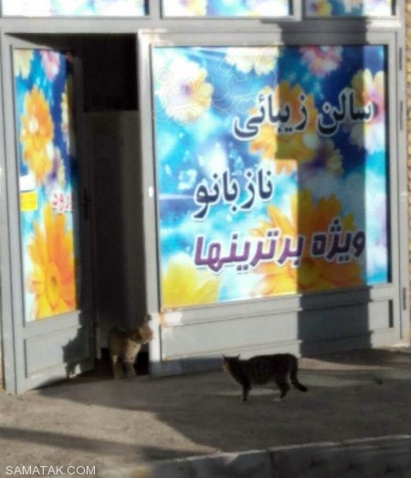 عکسهای خنده دار و تصاویر طنز جدید عکسهای خنده دار و تصاویر طنز جدید