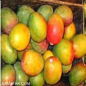 آشنایی با خاصیت های درخت کنار و میوه اش آشنایی با خاصیت های درخت کنار و میوه اش