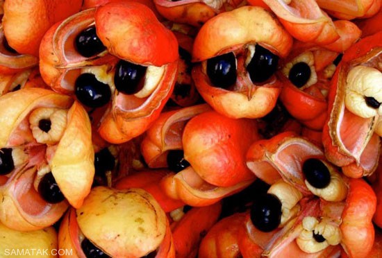 عکس میوه های استوایی با اسم و مشخصات 9 سیب آکی خوشمزه ترین میوه استوایی