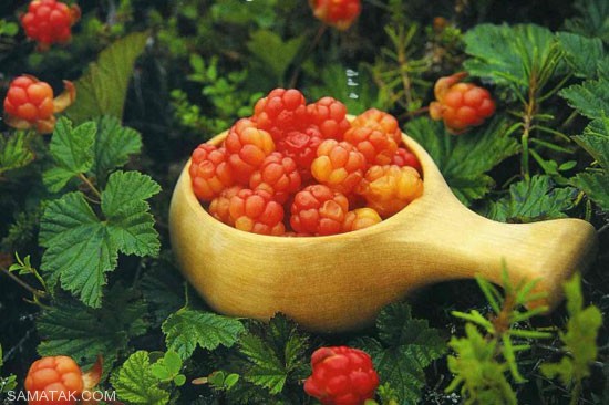 عکس میوه های استوایی با اسم و مشخصات 13 میوه های استوایی تمشک شمالی