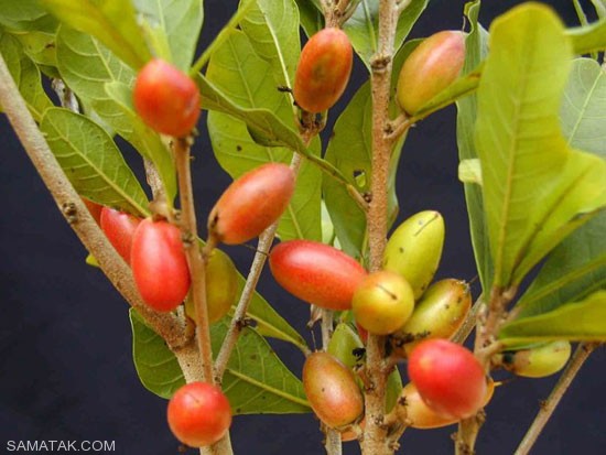 عکس میوه های استوایی با اسم و مشخصات 5 خوشمزه ترین میوه های استوایی