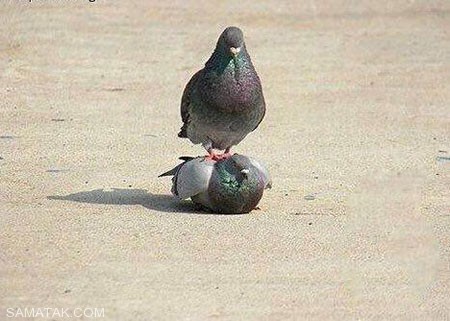 خنده دارترین سوژه های شبکه های اجتماعی