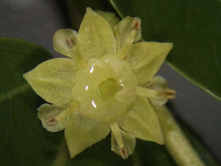 درخت عناب را چگونه در خانه پرورش دهیم