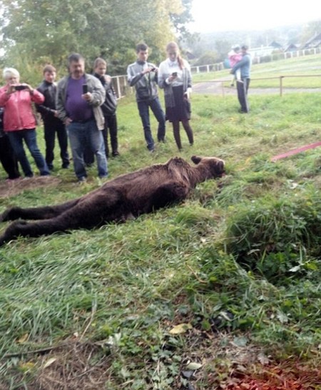 سلفی های دختران دبیرستانی با خرس وحشی در حیاط مدرسه سلفی های دختران دبیرستانی با خرس وحشی در حیاط مدرسه