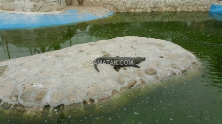جزیره کیش | تصاویر Kish Island | عکس های کیش جزیره کیش | تصاویر Kish Island | عکس های کیش