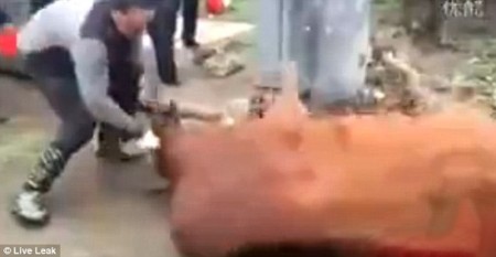 عکس های شکنجه وحشیانه گاو نر از طریق آلت تناسلی اش عکس های شکنجه وحشیانه گاو نر از طریق آلت تناسلی اش