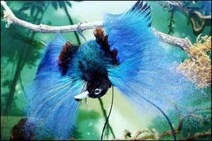 تصاویر زیبای رقص عاشقانه یک پرنده بهشتی 173 1353092418 samatak com