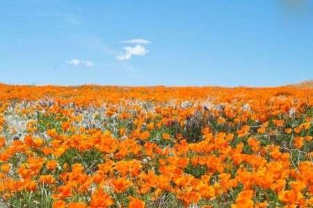تصاویر فوق العاده زیبا از دره گل های خشخاش در آمریکا