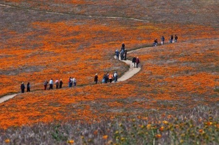 تصاویر فوق العاده زیبا از دره گل های خشخاش در آمریکا