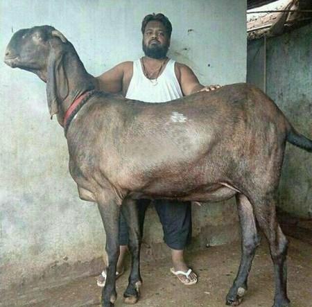 عکس های خنده دار از سوتی های خفن و بامزه (97) عکس های خنده دار از سوتی های خفن و بامزه (97)
