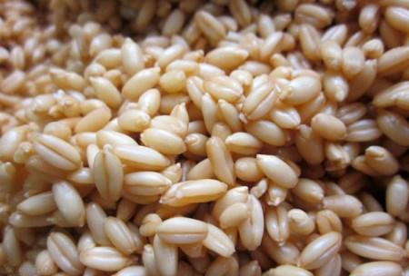سمنو طرز تهیه و آموزش تصویری پخت سمنو