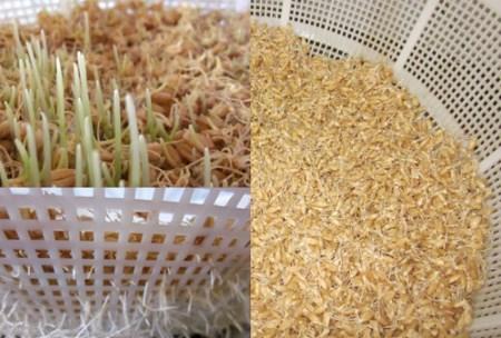سمنو طرز تهیه و آموزش تصویری پخت سمنو