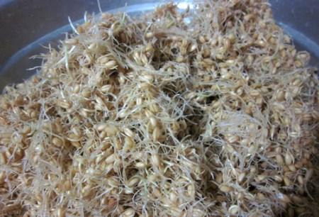 سمنو طرز تهیه و آموزش تصویری پخت سمنو