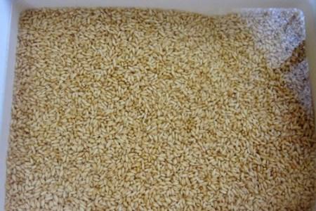 سمنو طرز تهیه و آموزش تصویری پخت سمنو
