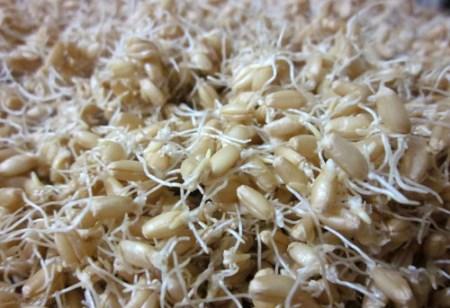 سمنو طرز تهیه و آموزش تصویری پخت سمنو