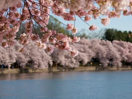مراسم جشن شکوفه های گیلاس در جهان + تصاویر