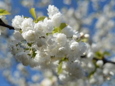 مراسم جشن شکوفه های گیلاس در جهان + تصاویر