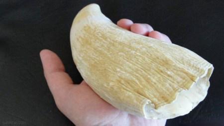 سنت های جالب شب زفاف در دنیا + تصاویر