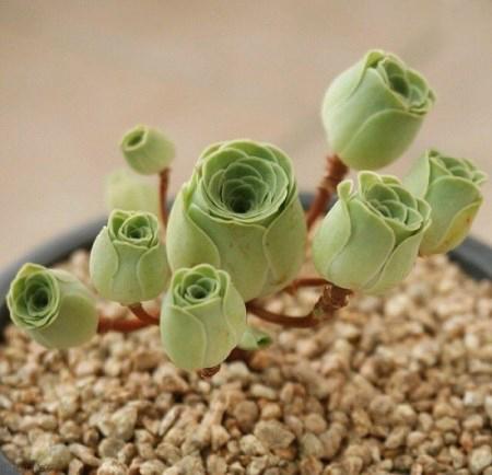 گونه ای کاکتوس که شبیه گل رز است