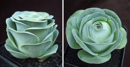 گونه ای کاکتوس که شبیه گل رز است