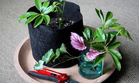 روش های قلمه زدن گیاهان و گل ها