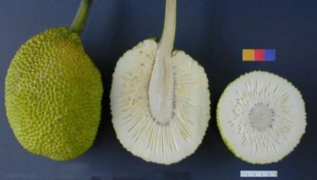 میوه های کمیاب و گران قیمت جهان