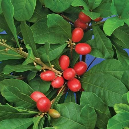 میوه های کمیاب و گران قیمت جهان